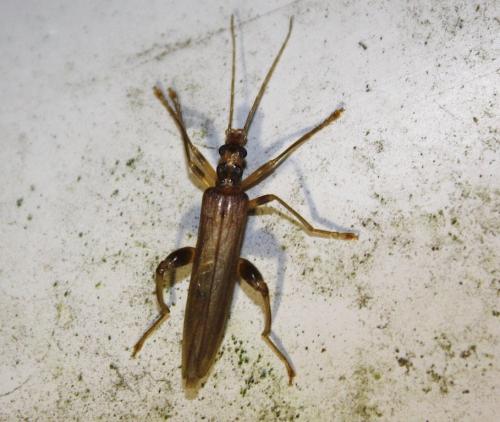Oedemera femoralis